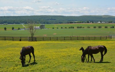 Unleashing the Power of Stallion Inc.: A Guide to Success
